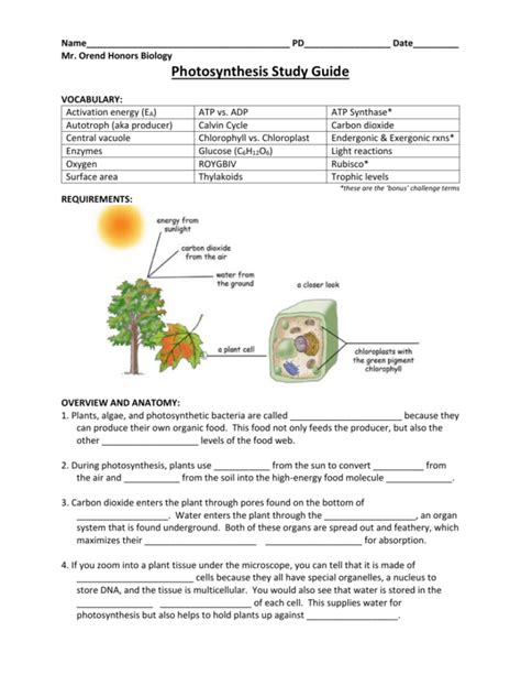 photosynthesis worksheet high school biology